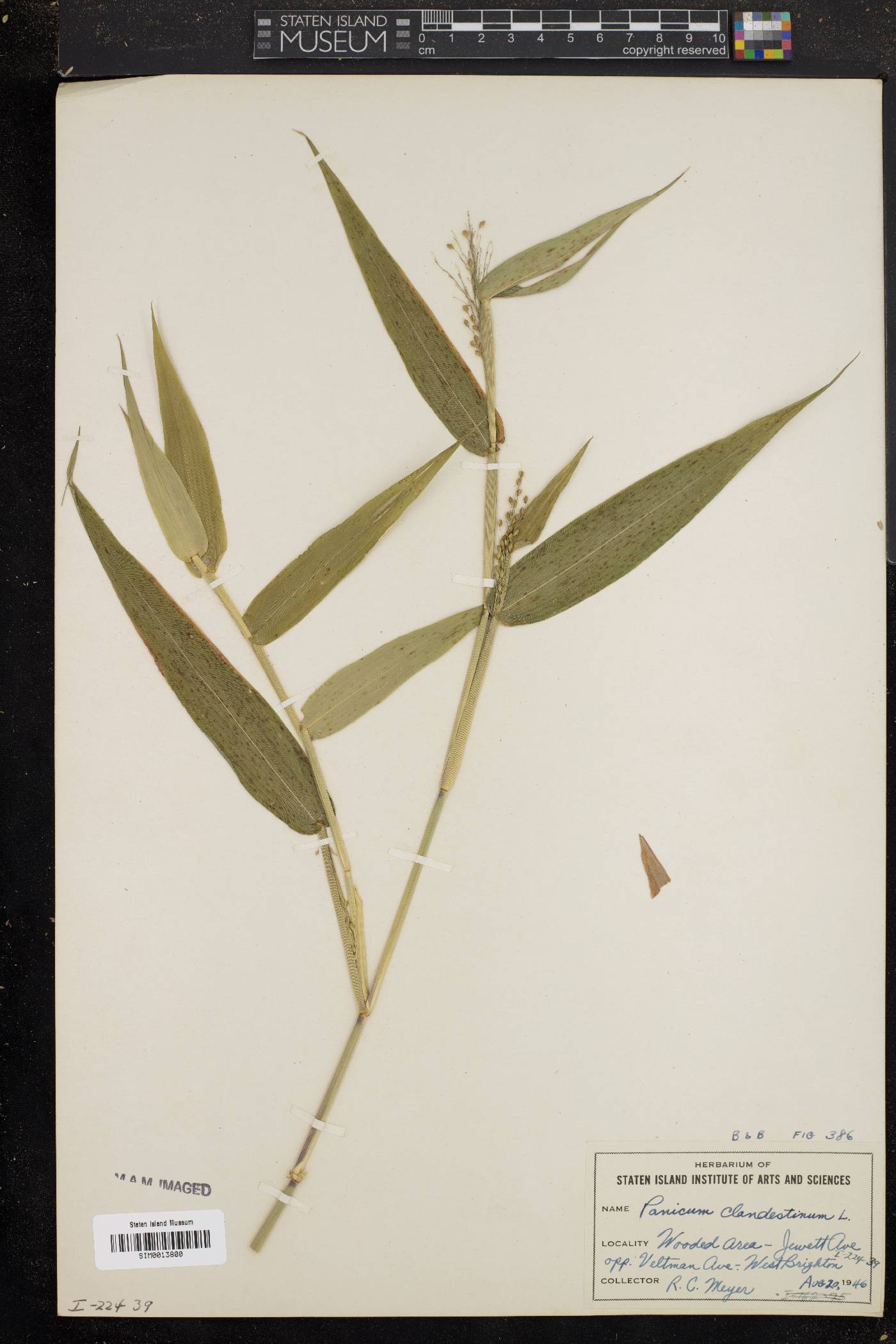 Panicum clandestinum image