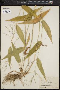 Panicum latifolium image