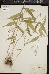 Panicum boscii image