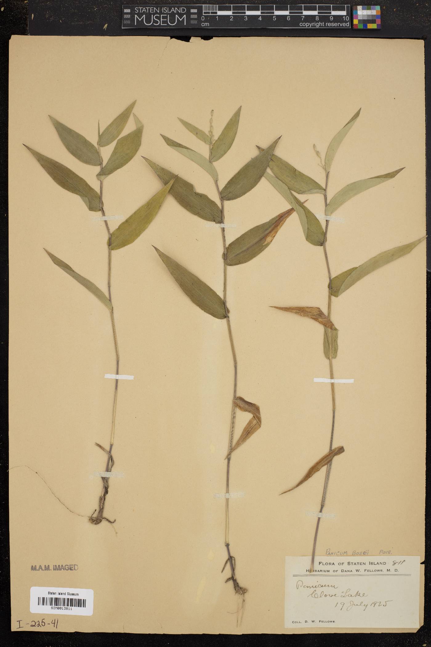 Panicum boscii image