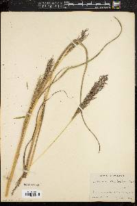 Panicum stipitatum image