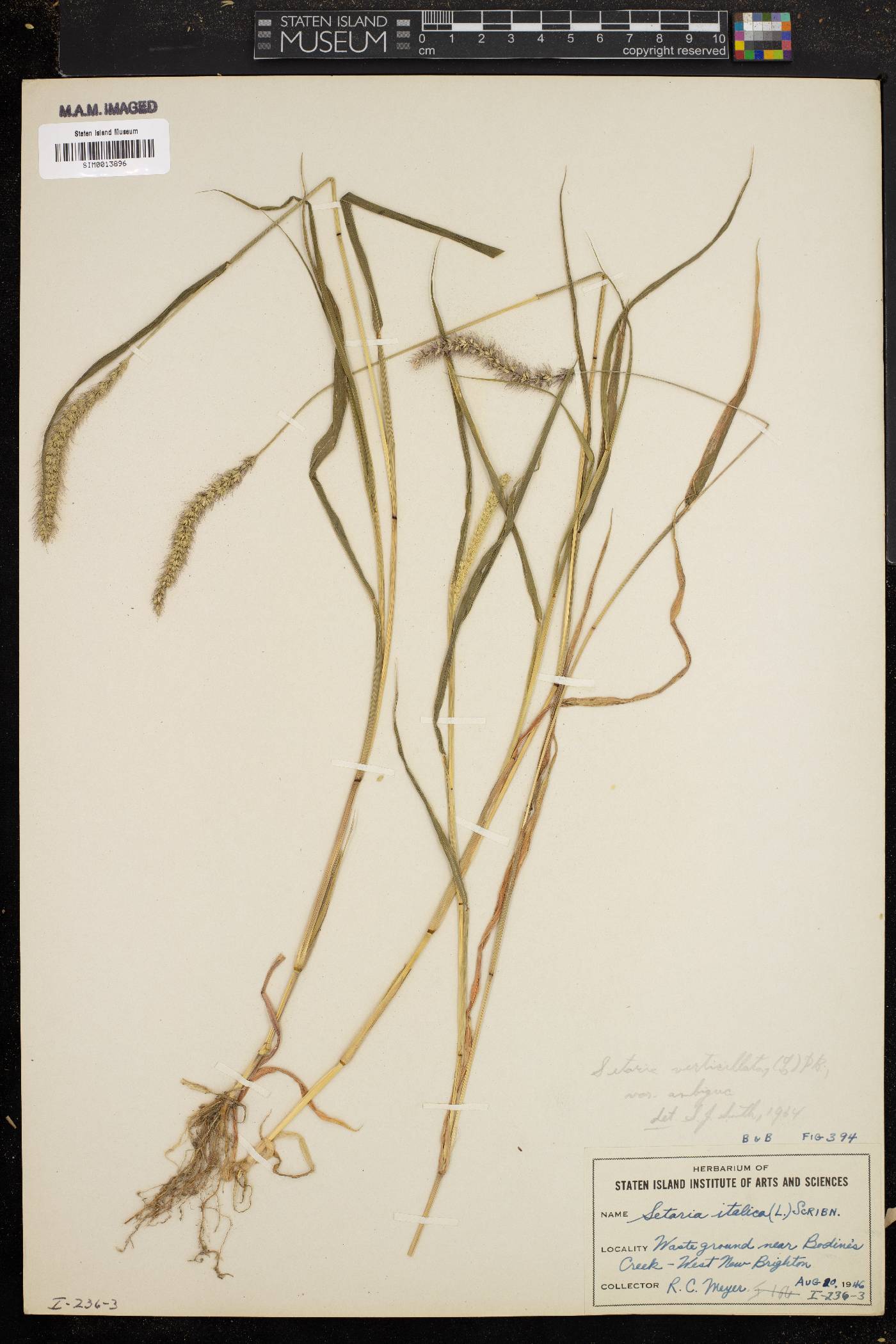 Setaria verticilliformis image