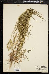 Setaria verticilliformis image