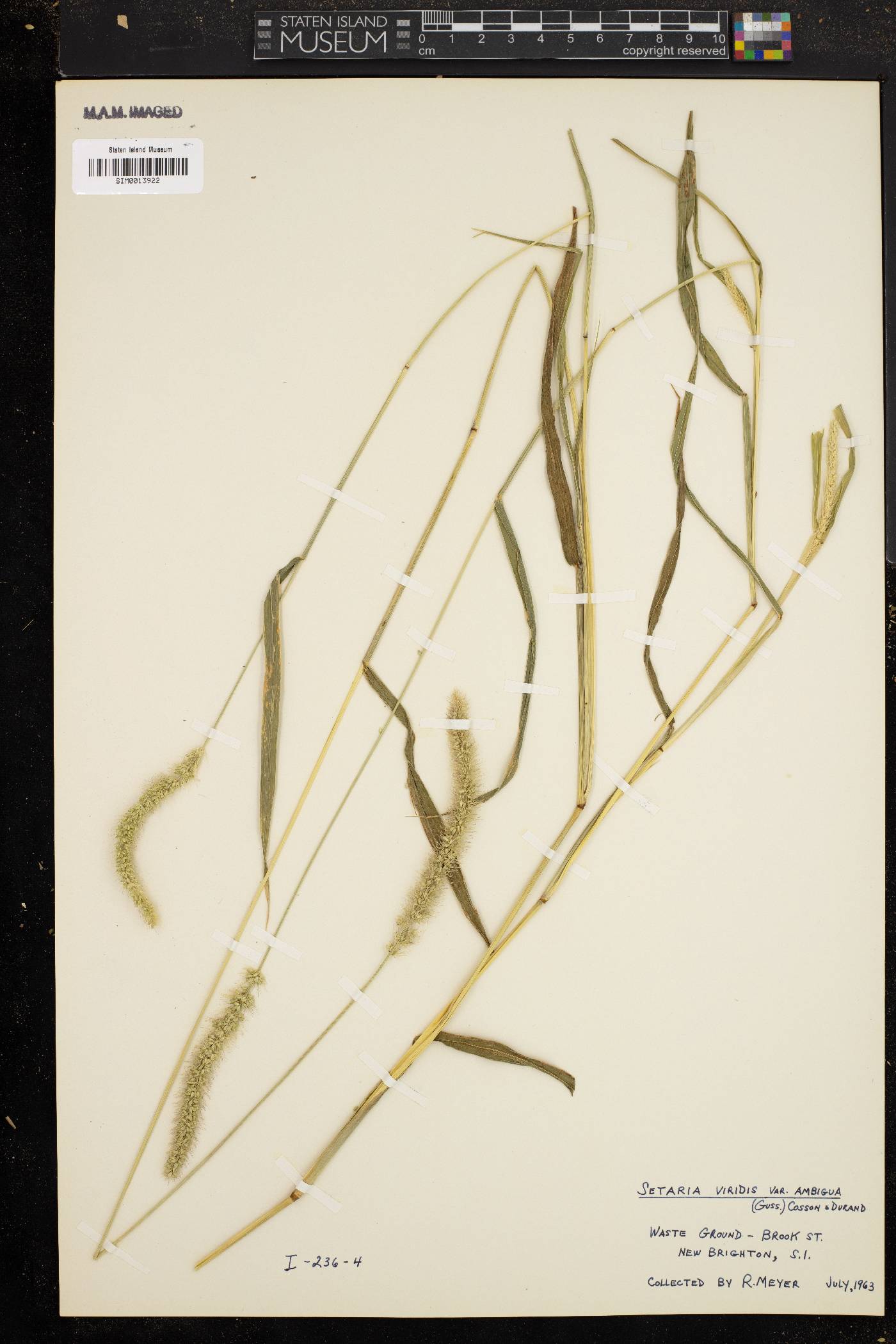 Setaria verticilliformis image