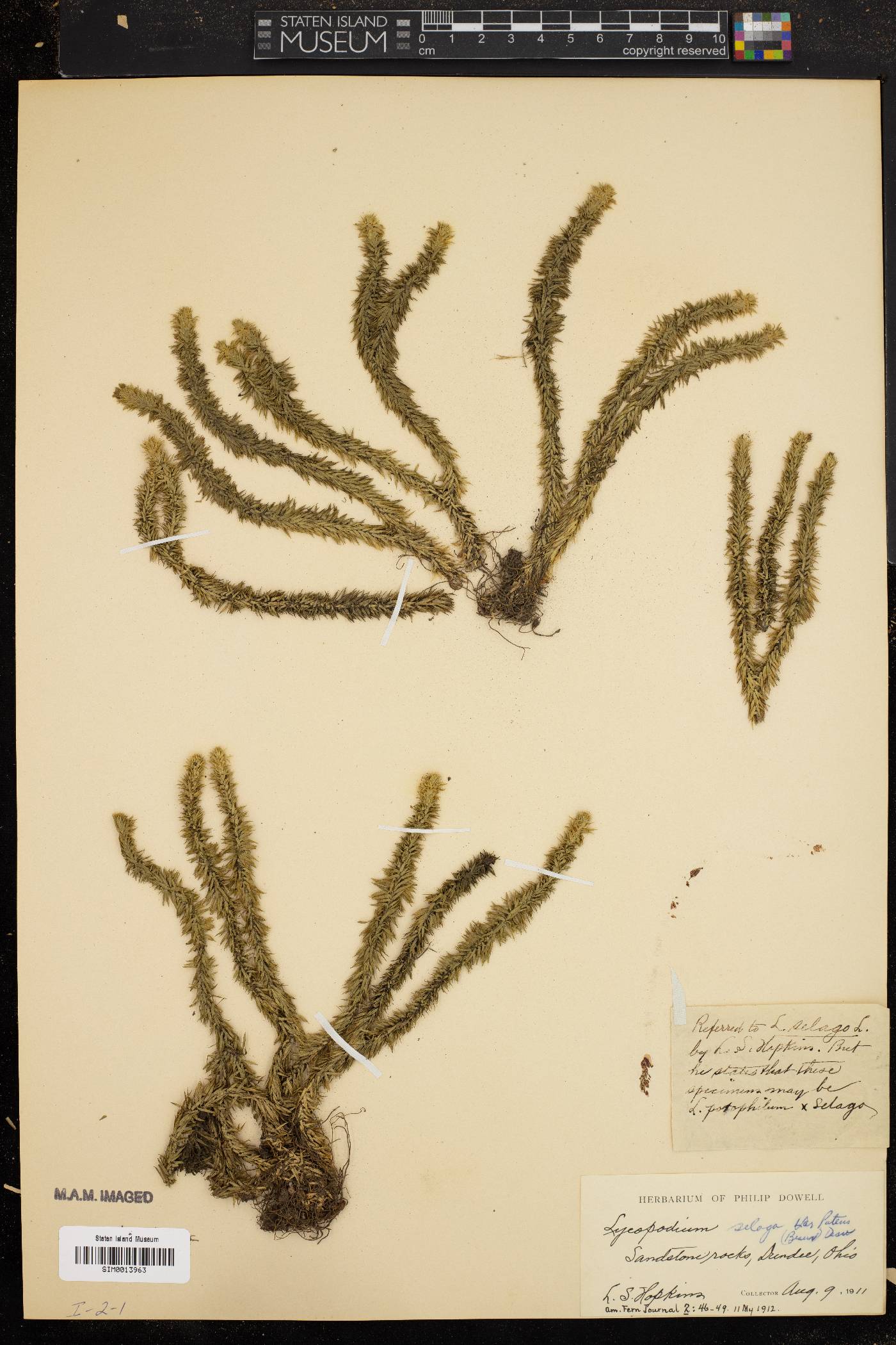 Lycopodium selago var. patens image