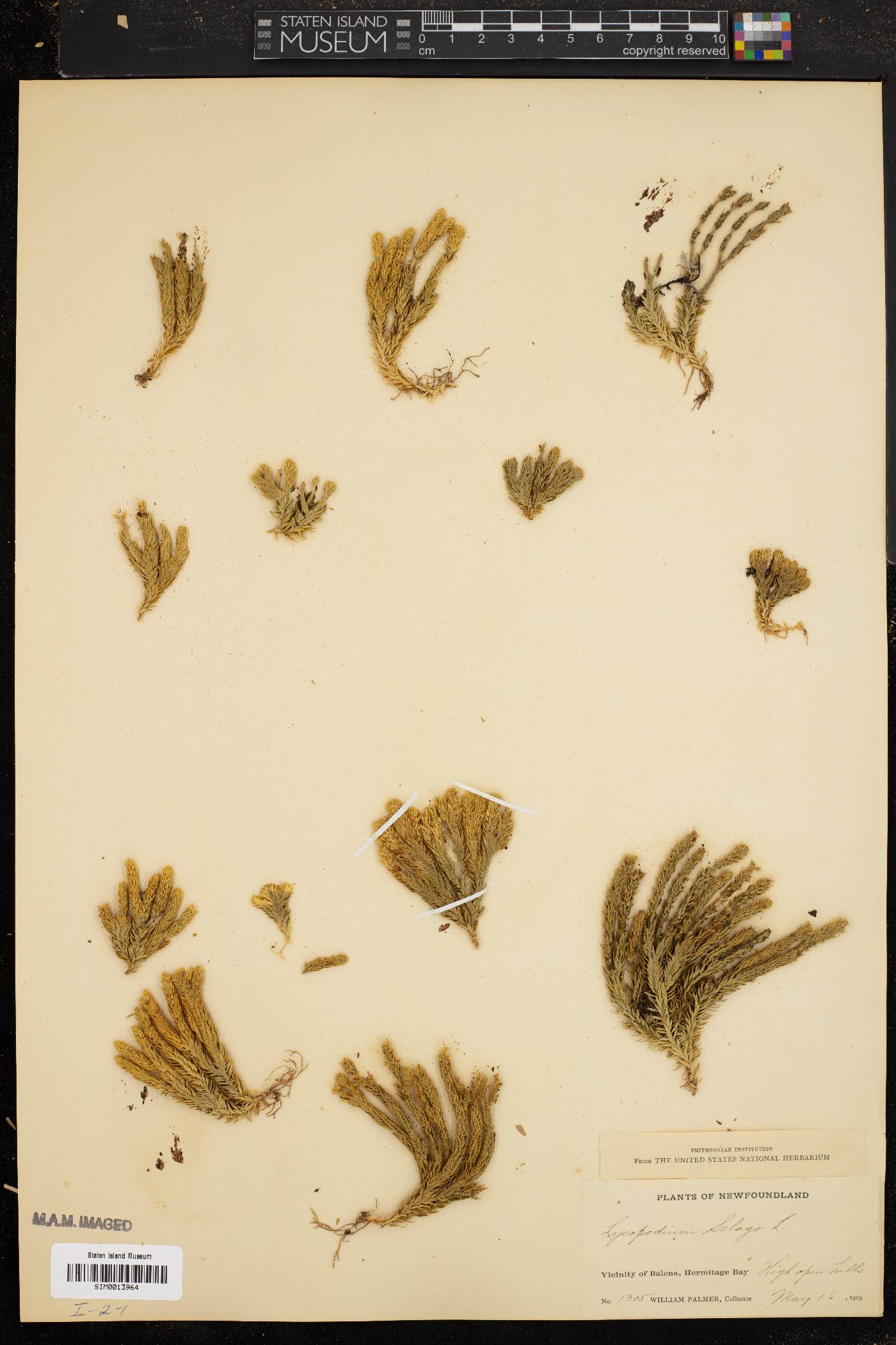 Lycopodium selago image
