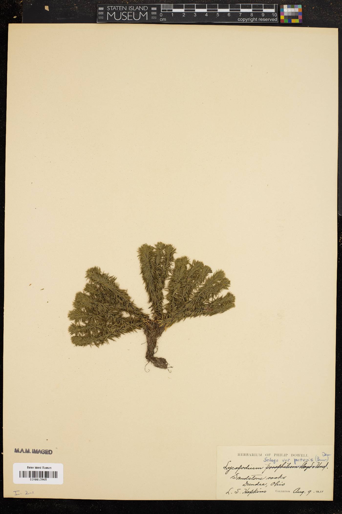 Lycopodium selago image
