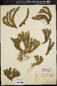 Lycopodium selago image