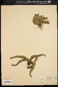 Lycopodium selago var. patens image