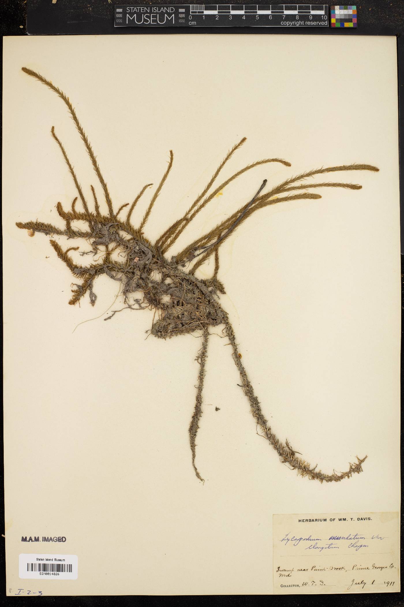 Lycopodium inundatum var. elongatum image