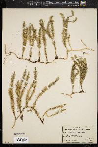 Lycopodium annotinum image