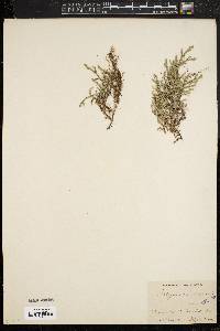 Selaginella rupestris image