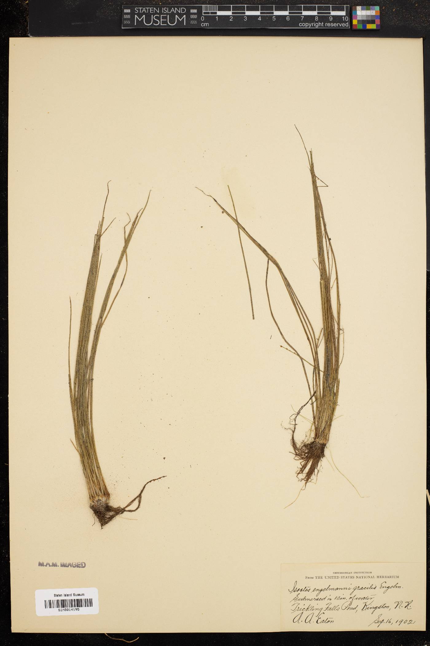 Isoëtes engelmannii var. gracilis image