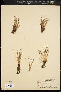 Isoëtes echinospora var. braunii image