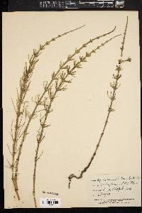 Image of Equisetum × litorale