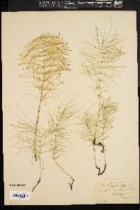 Equisetum pratense image