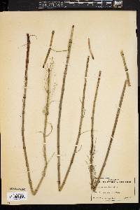 Equisetum fluviatile image