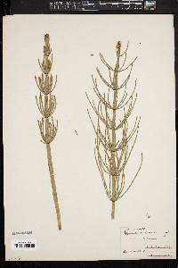 Image of Equisetum limosum