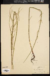 Equisetum fluviatile image