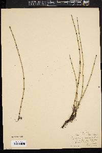 Equisetum variegatum var. jesupii image