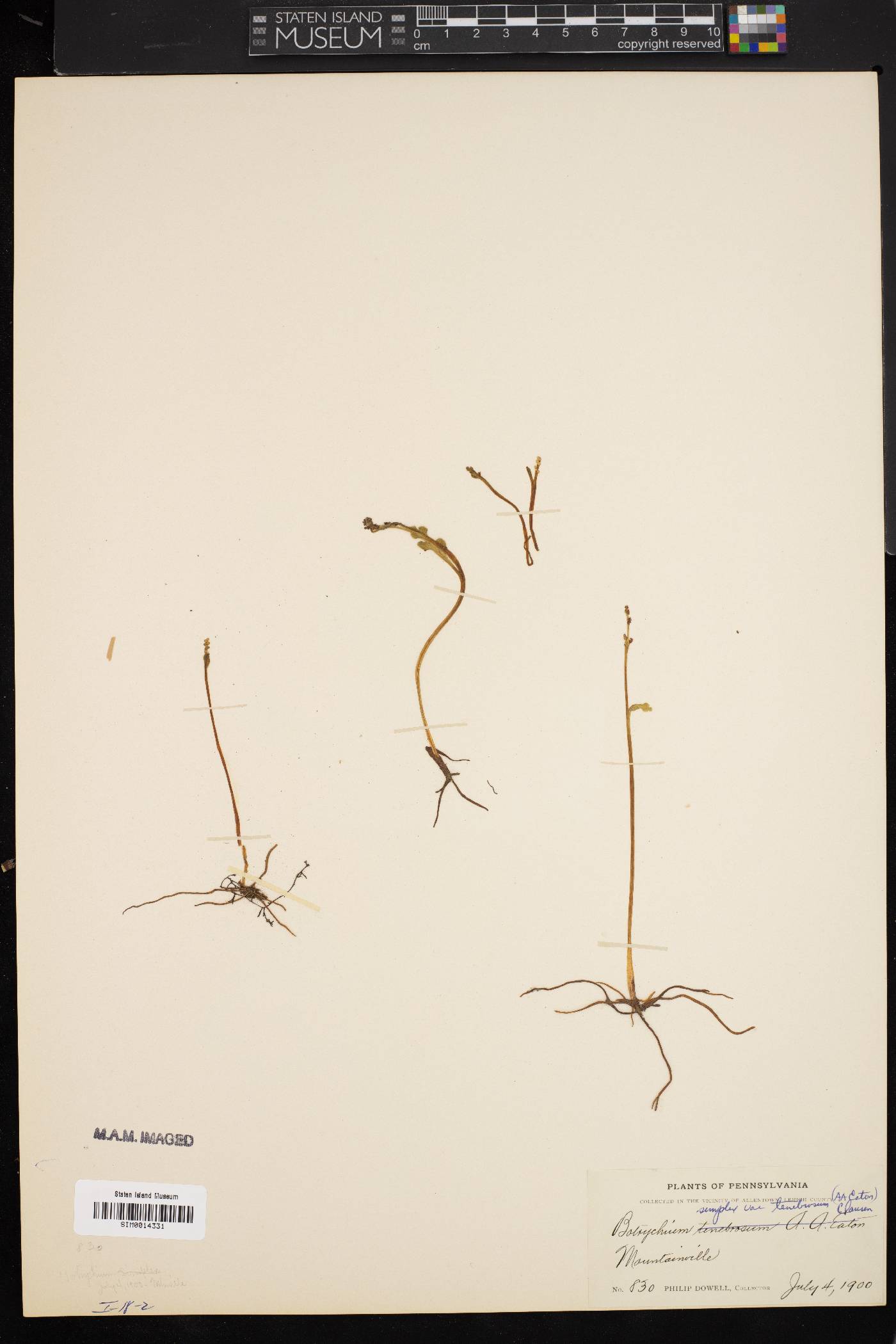 Botrychium simplex var. tenebrosum image