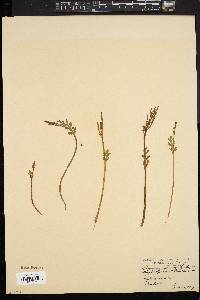 Botrychium matricariifolium image