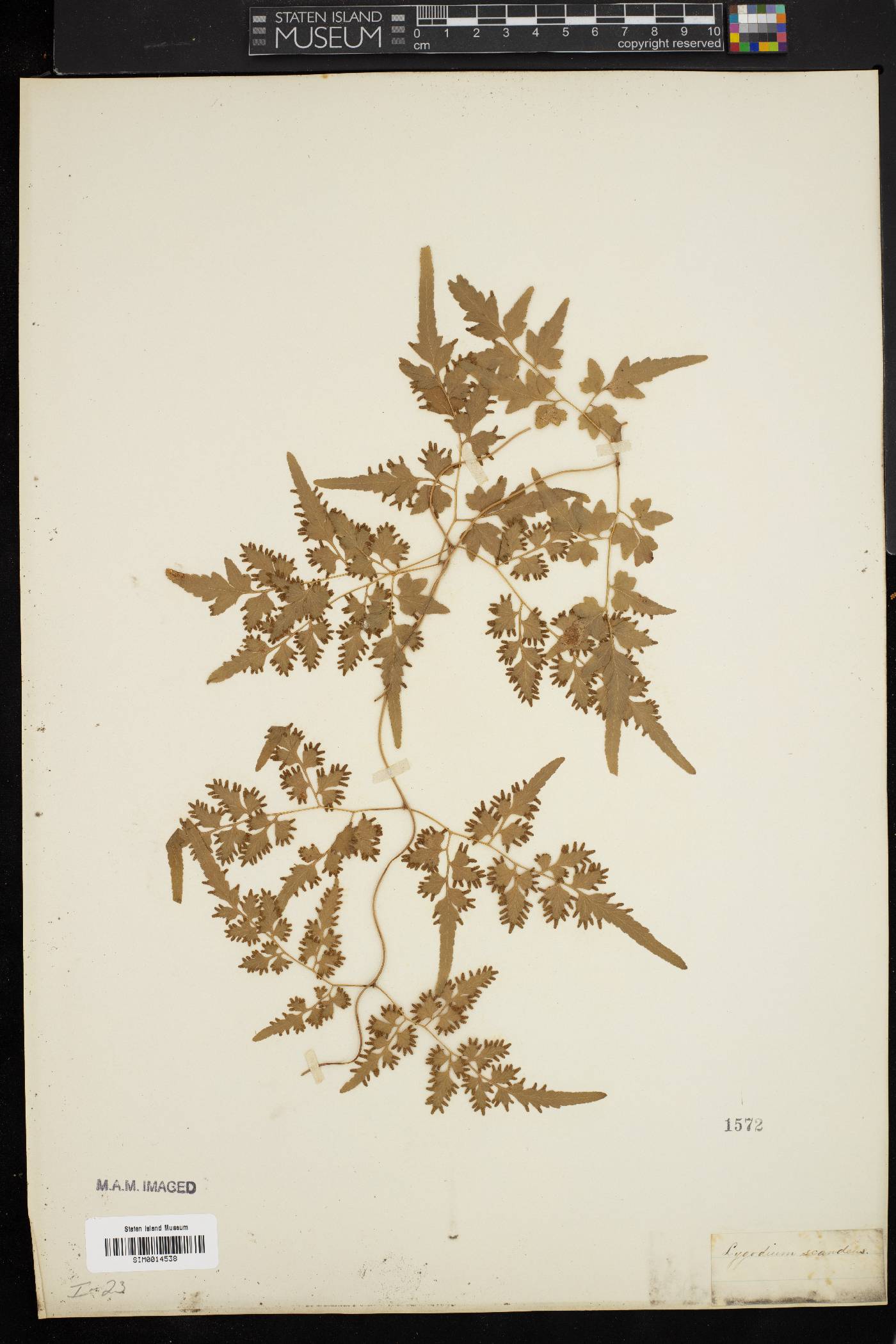 Lygodium scandens image