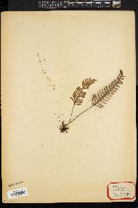 Polypodium polypodioides image