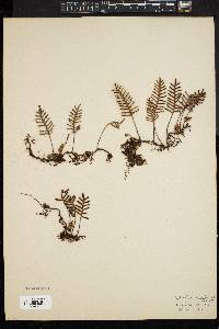 Polypodium polypodioides image