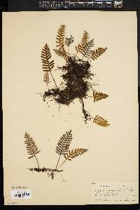 Polypodium polypodioides image