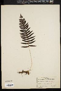 Polypodium vulgare image