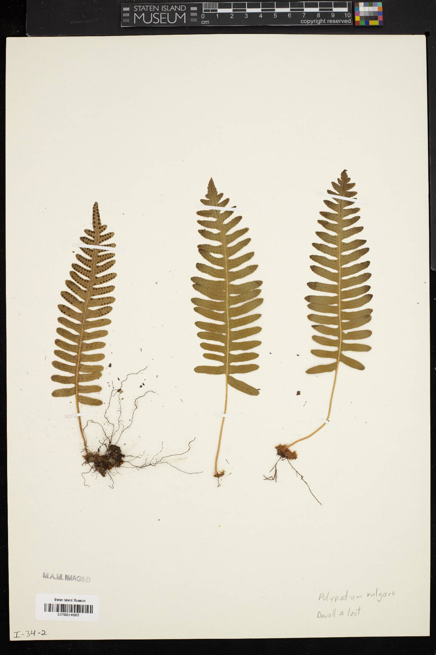 Polypodium vulgare image