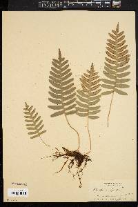 Polypodium vulgare image