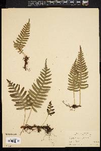 Polypodium vulgare image