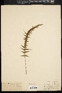 Asplenium pinnatifidum image