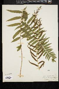 Athyrium pycnocarpon image