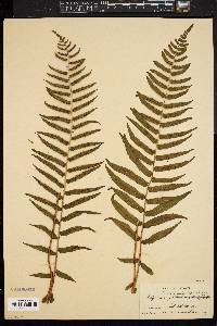 Athyrium pycnocarpon image