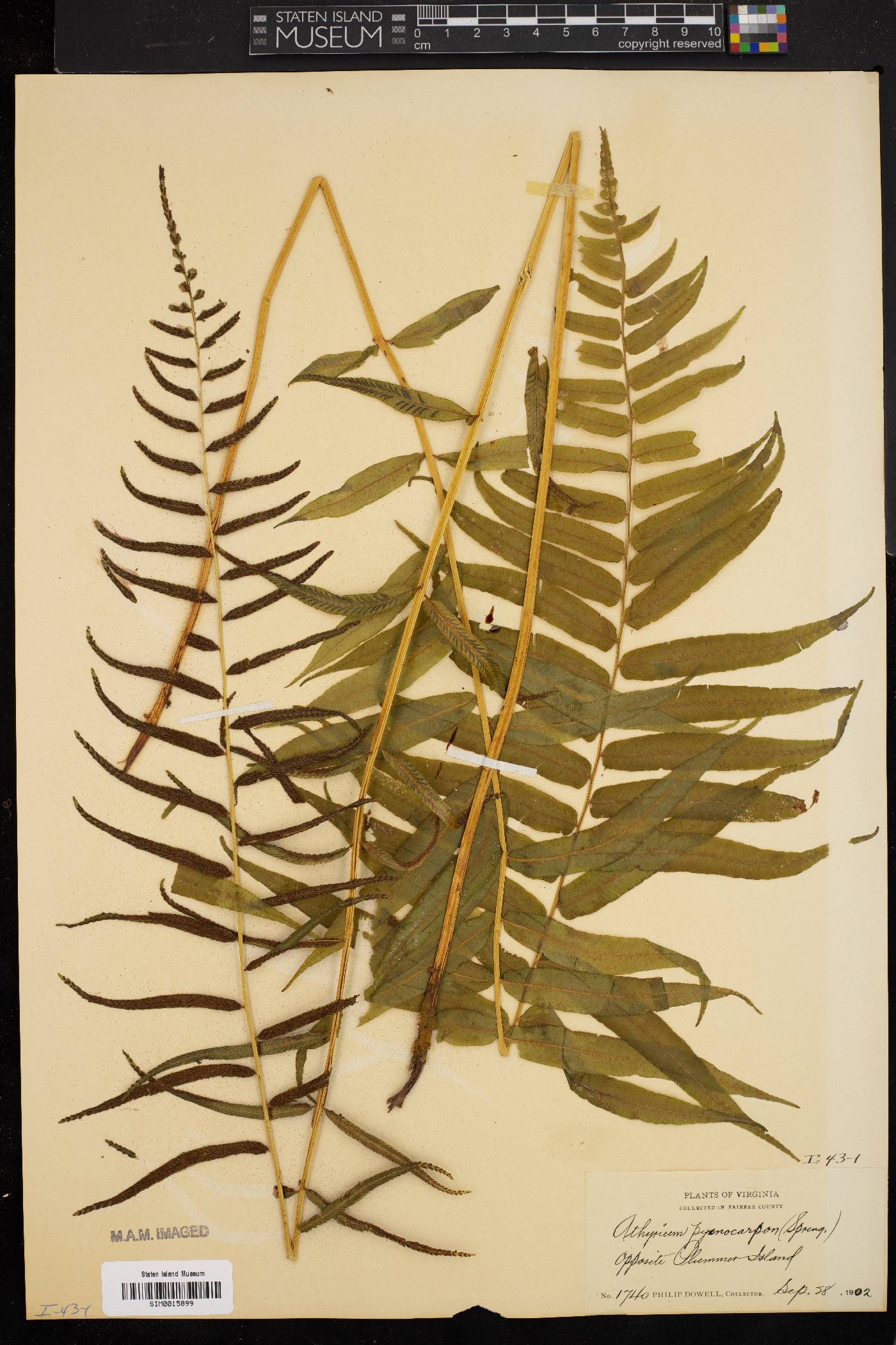 Athyrium pycnocarpon image