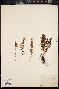 Woodsia ilvensis image