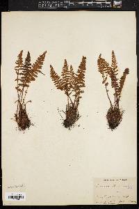 Woodsia ilvensis image