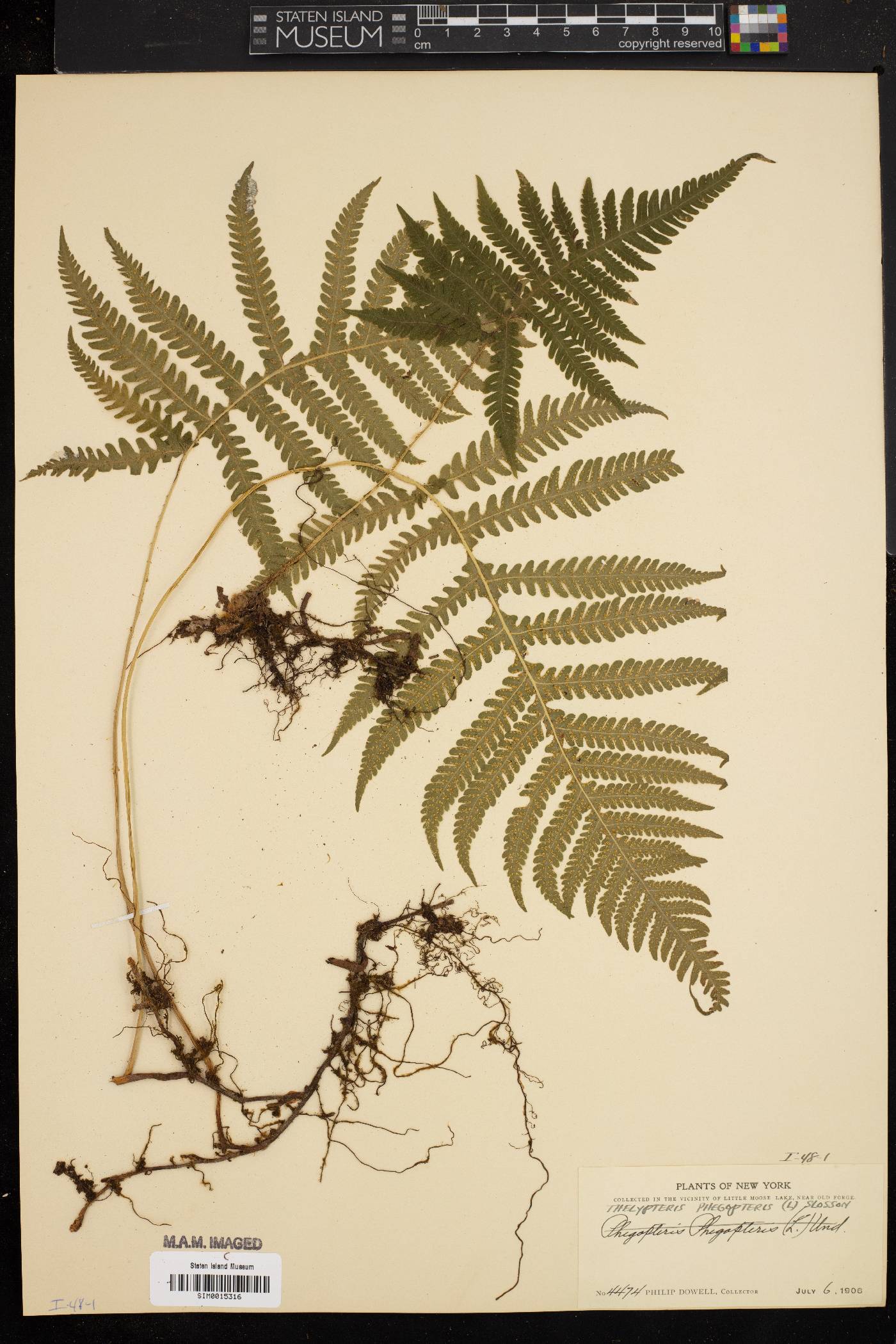 Thelypteris phegopteris image