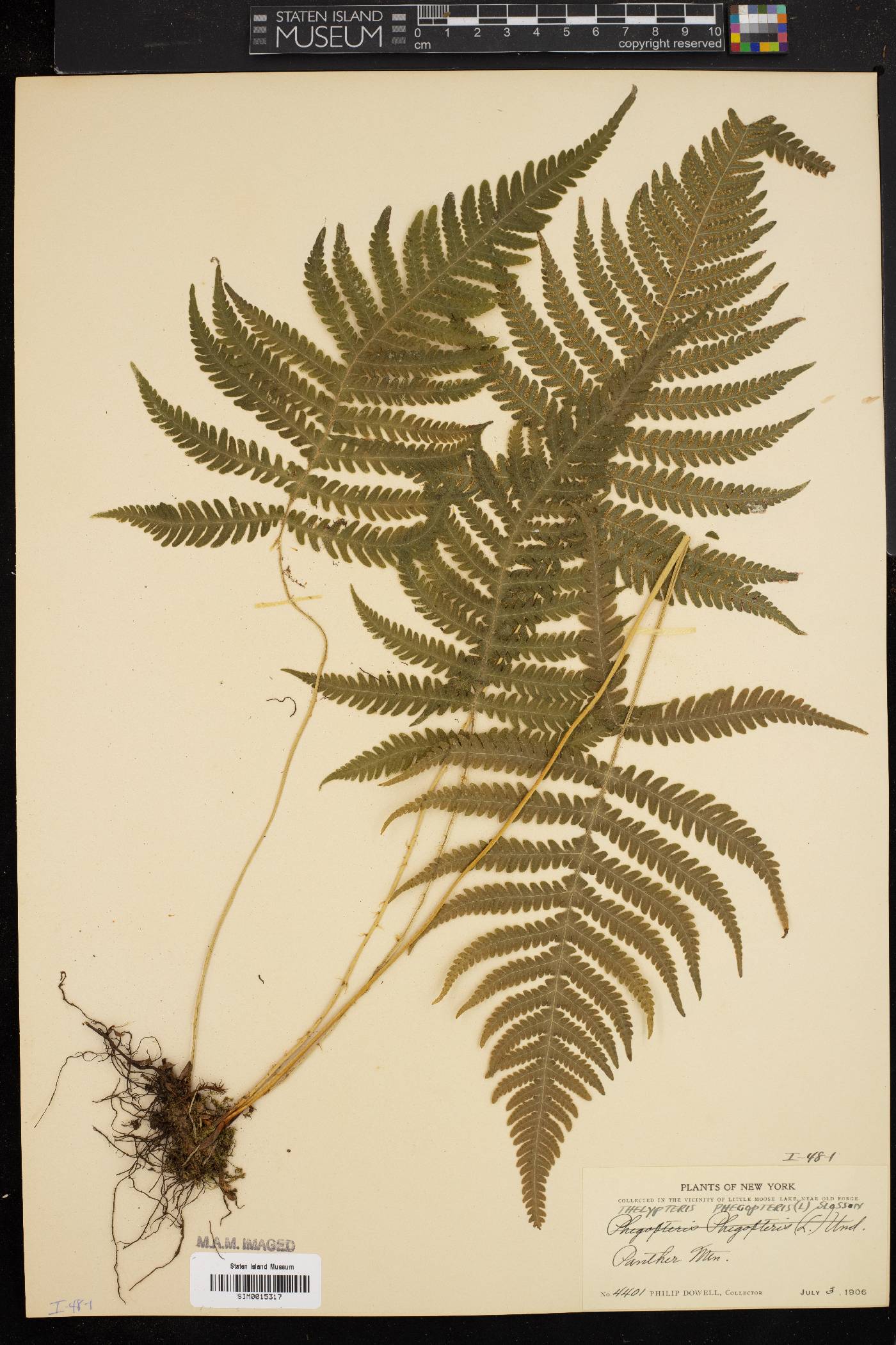 Thelypteris phegopteris image