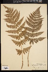 Dryopteris intermedia image