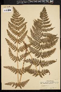 Dryopteris intermedia image