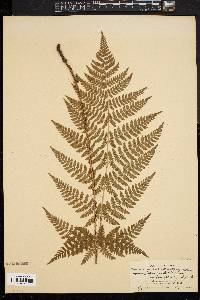 Dryopteris intermedia image