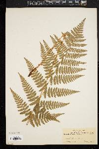 Dryopteris intermedia image