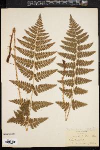 Dryopteris intermedia image