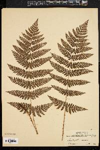 Dryopteris intermedia image