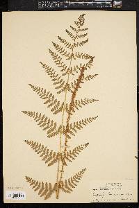 Dryopteris intermedia image