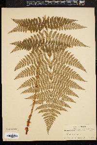 Dryopteris intermedia image